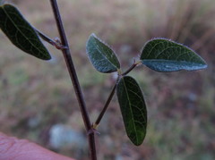 Desmodium procumbens