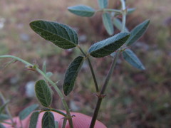 Desmodium procumbens