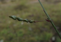 Desmodium procumbens
