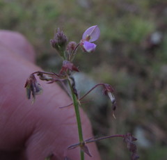 Desmodium procumbens