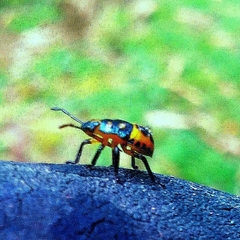 Hemiptera