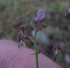 Desmodium procumbens