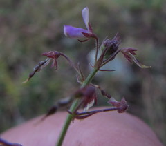 Desmodium procumbens