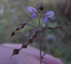 Desmodium procumbens