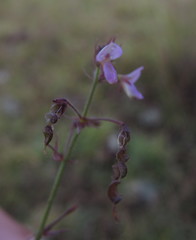 Desmodium procumbens