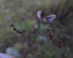 Desmodium procumbens