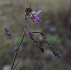 Desmodium procumbens