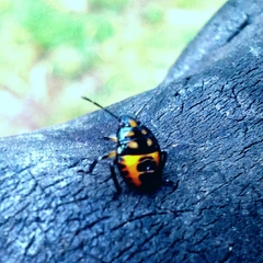 Hemiptera