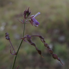 Desmodium procumbens