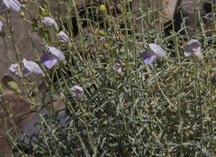 Penstemon fruticiformis