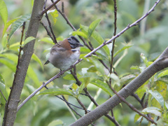 Zonotrichia capensis