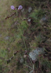 Desmodium procumbens