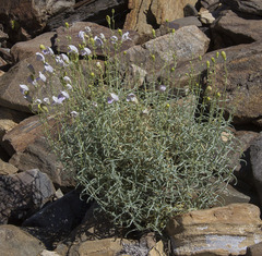 Penstemon fruticiformis