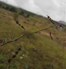 Desmodium procumbens