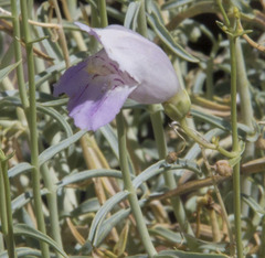 Penstemon fruticiformis