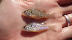 Lepomis humilis
