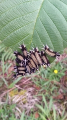 Lepidoptera
