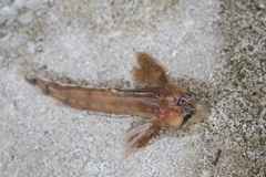 Nautichthys oculofasciatus