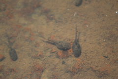 Lithobates montezumae