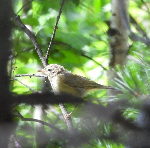 Greenish Warbler (Phylloscopus trochiloides), photo 9