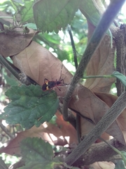 Dysdercus albofasciatus