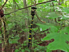 Cordulegaster erronea