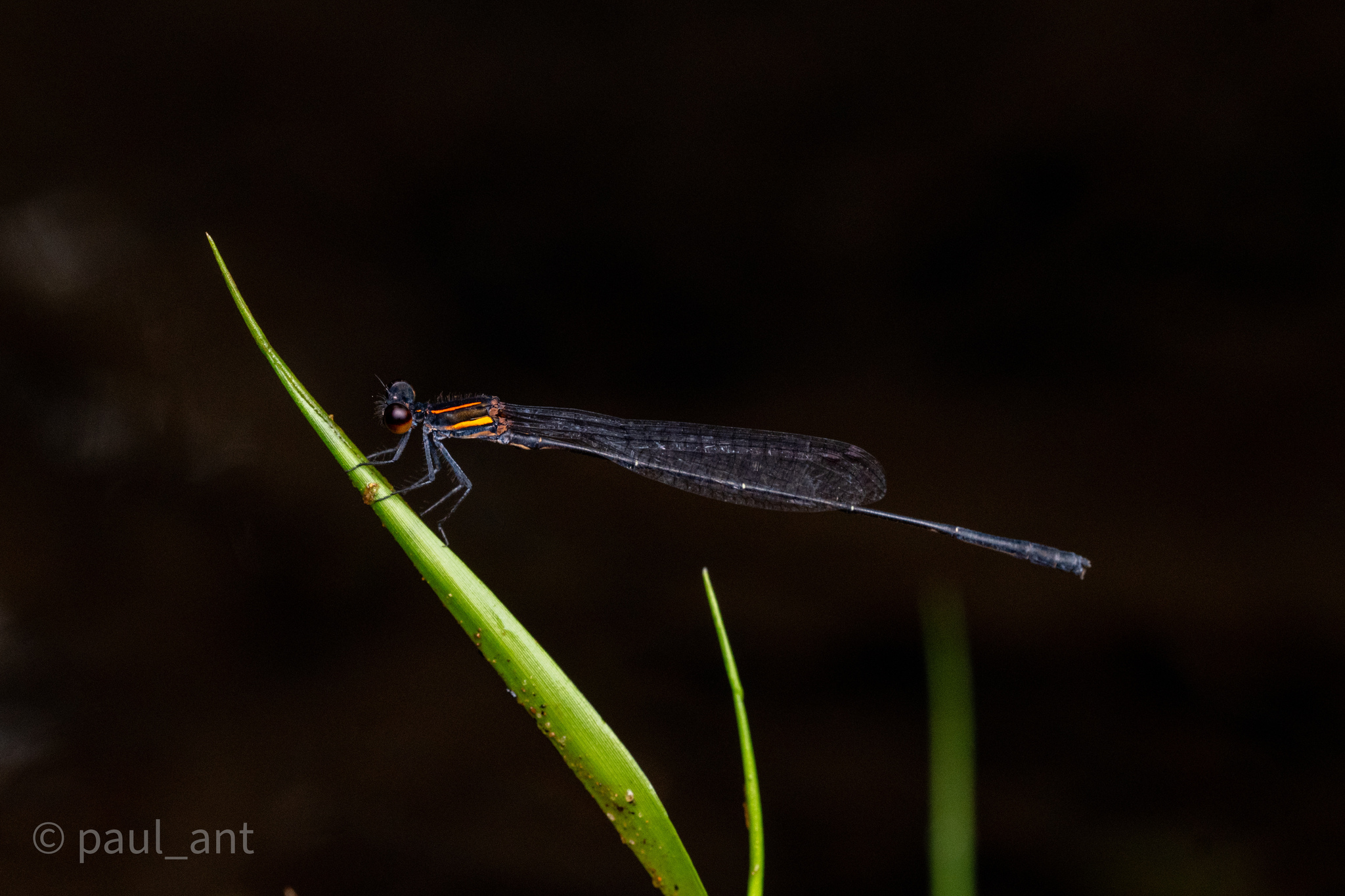 Orange-Striped Threadtail