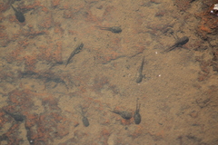 Lithobates montezumae