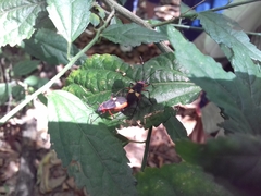Dysdercus albofasciatus