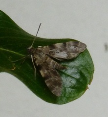 Clepsimelea phryganeoides