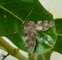 Clepsimelea phryganeoides