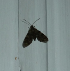 Clepsimelea phryganeoides