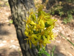 Solidago virgaurea asiatica