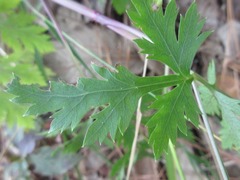 Kitagawia terebinthacea