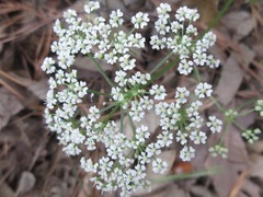 Kitagawia terebinthacea