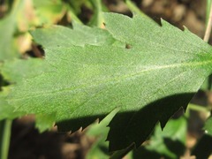 Chrysanthemum indicum