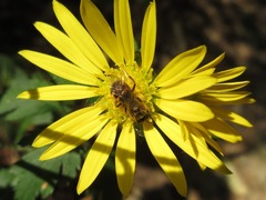 Chrysanthemum indicum