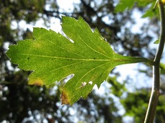 Chrysanthemum indicum