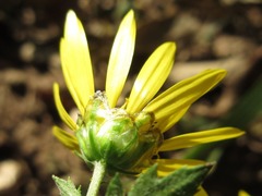 Chrysanthemum indicum
