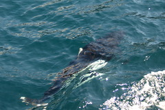 Phocoenoides dalli