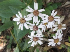 Aster ageratoides