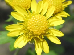 Chrysanthemum lavandulifolium
