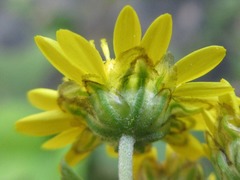 Chrysanthemum lavandulifolium