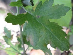 Chrysanthemum lavandulifolium