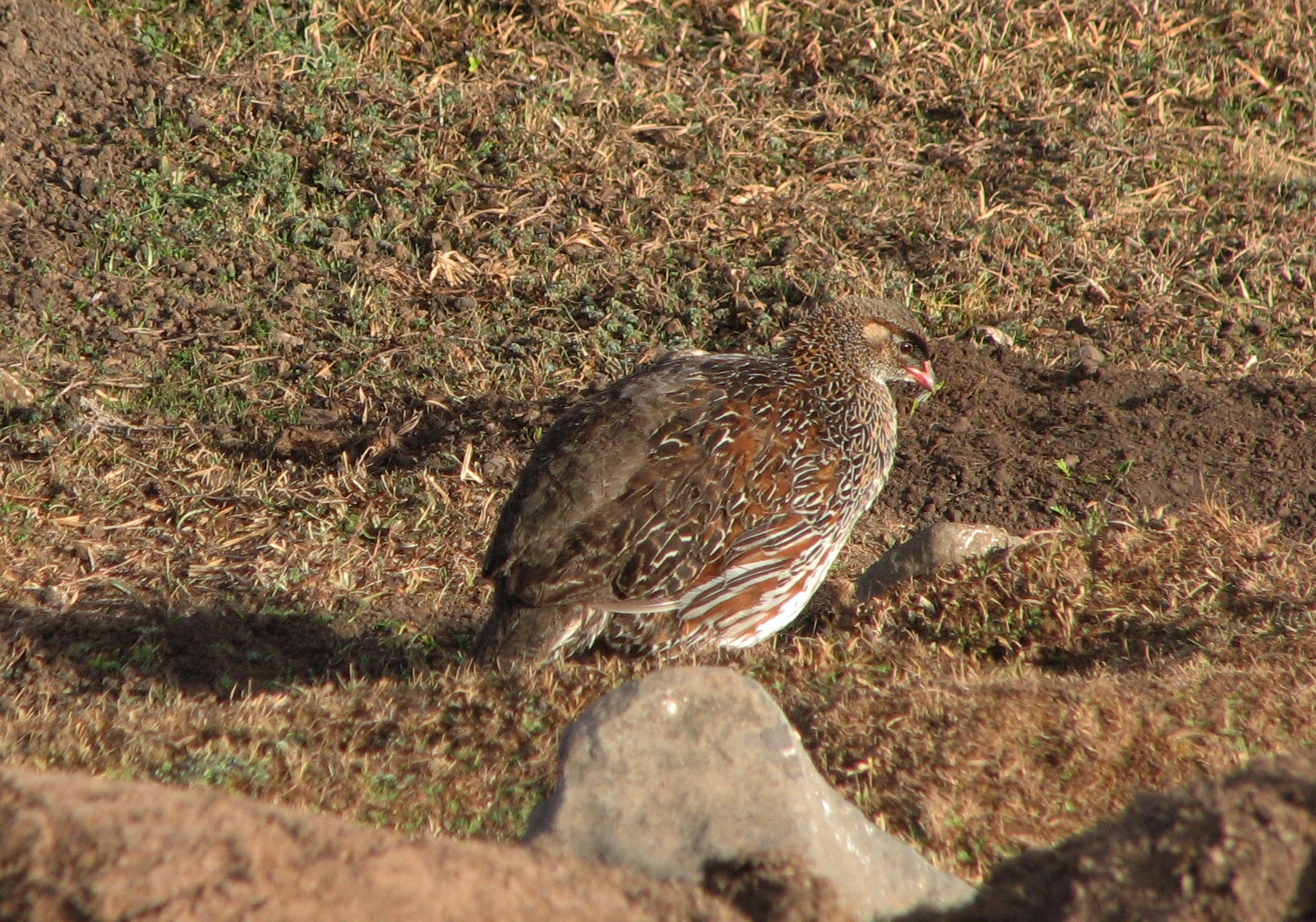 Chestnut-naped Spurfowl (Pternistis castaneicollis), photo 2