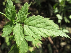 Rubus pungens oldhamii