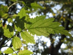 Rubus pungens oldhamii