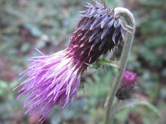 Cirsium pendulum