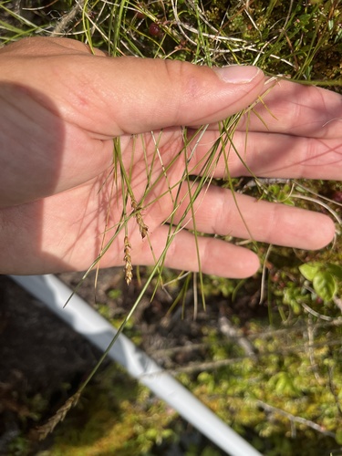 Carex gynocrates iNat (1)