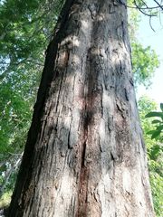 Pterocarpus orbiculatus